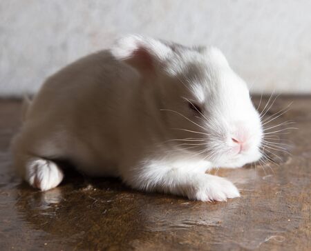 little rabbit