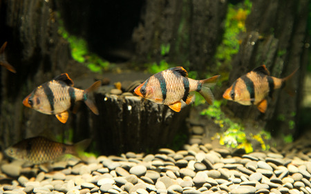 fish in an aquarium