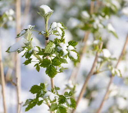 snow on raspberry leaf springの写真素材