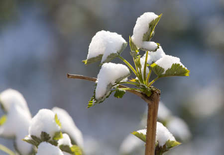 snow on raspberry leaf springの写真素材