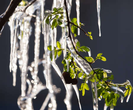 on the plant in springの写真素材