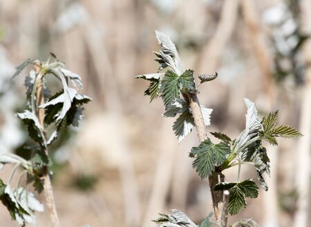 dead raspberry leaves after frost in springの写真素材