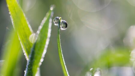 beautiful grass with dew dropsの写真素材