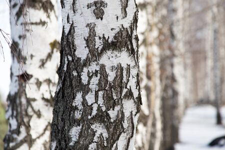 birch trunk in natureの写真素材