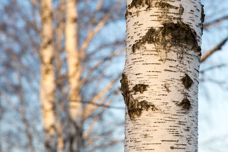 birch at sunrise sunの写真素材