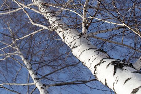 birch against the blue skyの写真素材