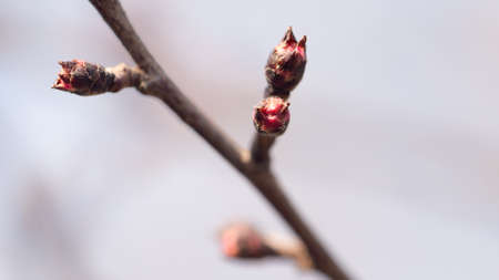 flower bud on a treeの写真素材