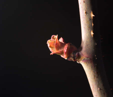 flower bud on a tree