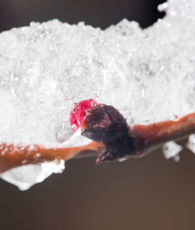 The buds of the tree close-up frozen in iceの写真素材