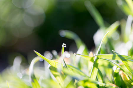 drops of dew on the grass