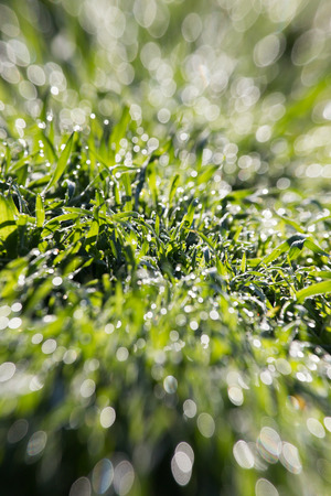 dew on the grass in natureの写真素材
