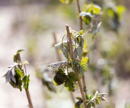dead raspberry leaves after frost in spring