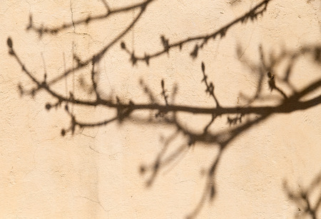 the shadow of a tree on a wall