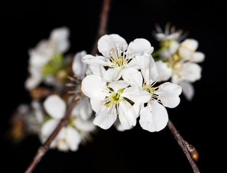 White cherry flowers on a black backgroundの写真素材