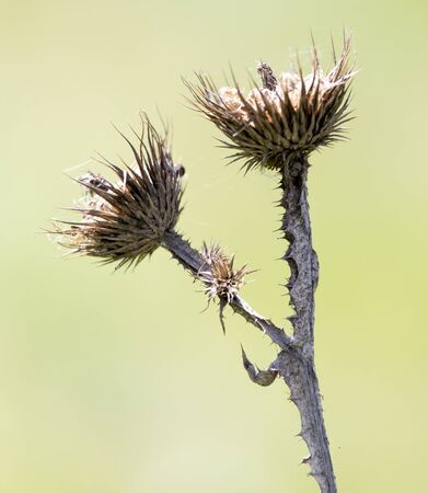 dry thorn in natureの写真素材