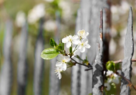 white flowers on the tree in natureの写真素材