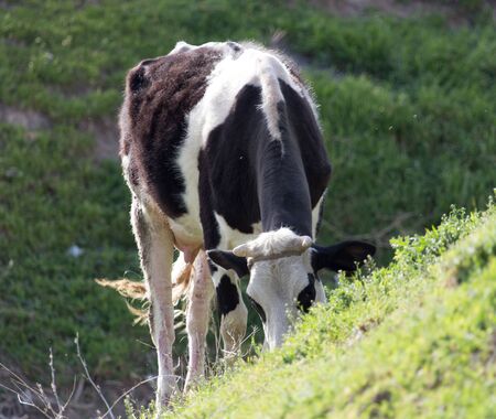 cow grazing on nature