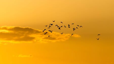 a flock of birds at dawn, the sunの写真素材