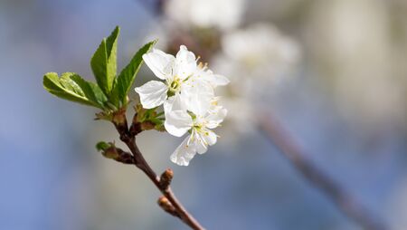 flowers on the tree against the blue sky