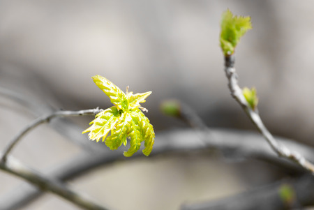 young leaves on a tree branch in natureの写真素材