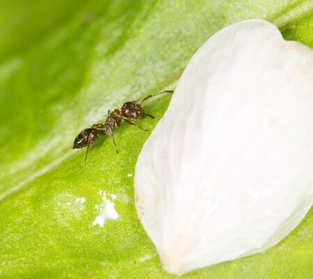ant in nature. close-upの写真素材