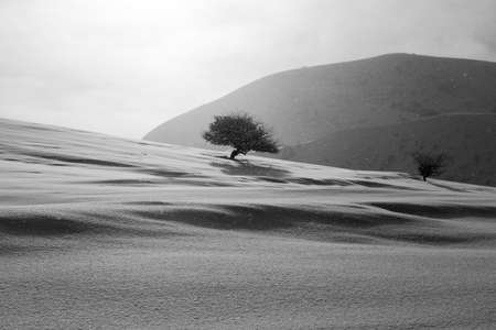 tree in snow in the mountainsの写真素材