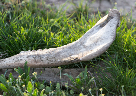 Bone horse on natureの写真素材