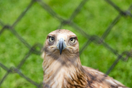 eagle behind a fence in the parkの写真素材