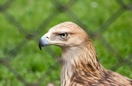 eagle behind a fence in the park