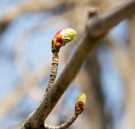 bud on a tree branch in natureの写真素材