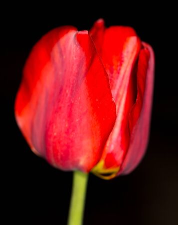 red tulip on a black backgroundの写真素材