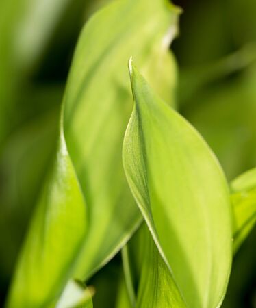 lily leaves in natureの写真素材