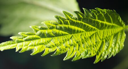 nettle leaves in nature. close-upの写真素材
