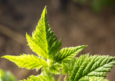 raspberry leaf spring in nature. close-upの写真素材