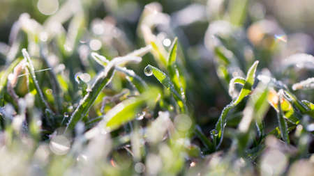 beautiful grass with dew drops