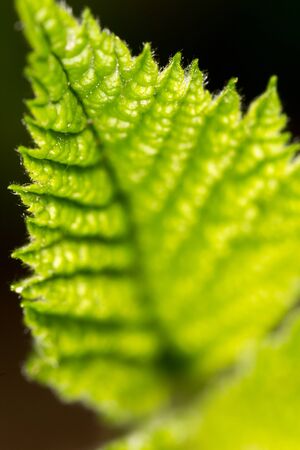 Raspberry leaves