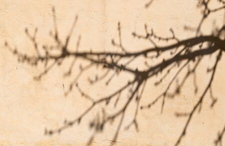 the shadow of a tree on a wallの写真素材