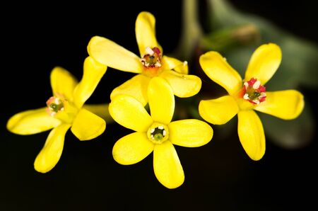 beautiful little yellow flower in nature