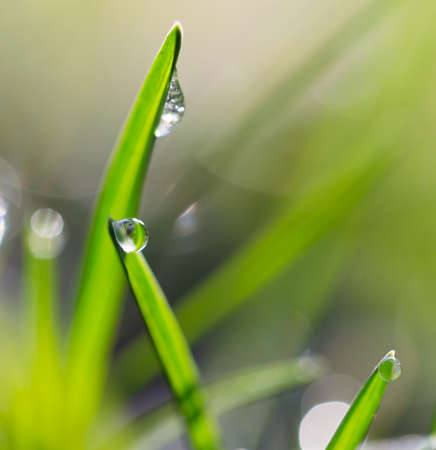 beautiful grass with dew drops