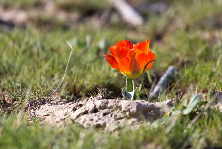red tulip in natureの写真素材