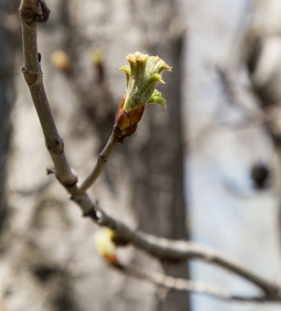 bud on a tree branch in natureの写真素材