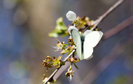 white butterfly on a white flowerの写真素材