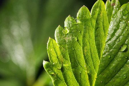 strawberry leaf with rain drops. close-upの写真素材