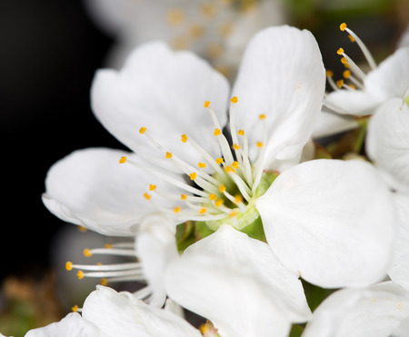 White cherry flowers on a black backgroundの写真素材