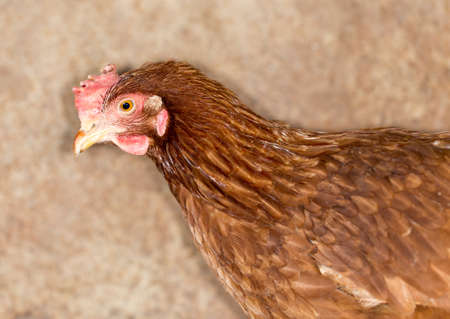 Red Chicken Head Close-Up