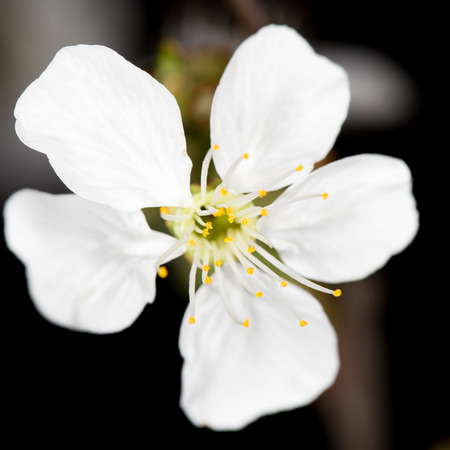 White cherry flowers on a black backgroundの写真素材