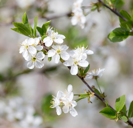 white flowers on the tree in natureの写真素材