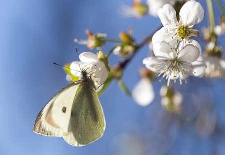 white butterfly on a white flowerの写真素材