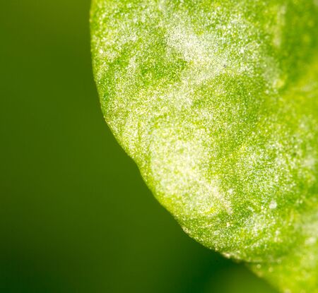 sorrel leaves. close-upの写真素材