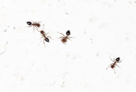 ants on a white wallの写真素材